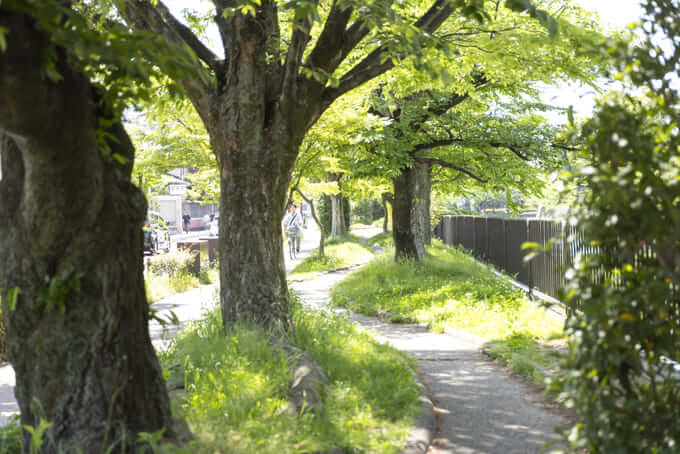 木が生い茂る岡崎の歩道