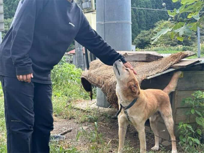 田歌舎で飼われている猟犬が土屋さんに撫でられている