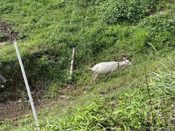 畑で飼われているヤギ