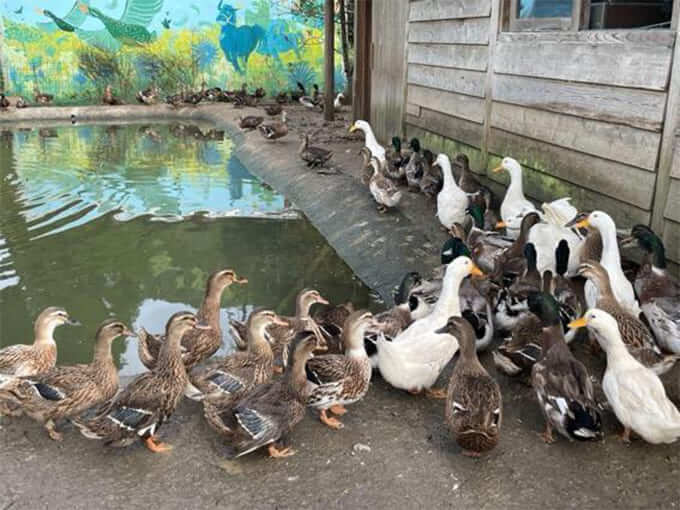 田歌舎で飼われている鴨の群れ